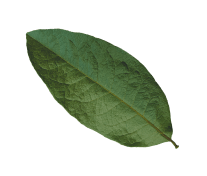 leaf