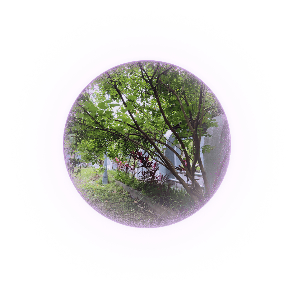 tetracera-lightball-1-1