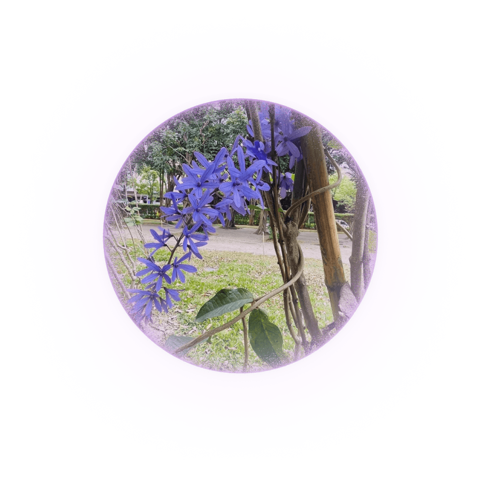 tetracera-lightball-2-4