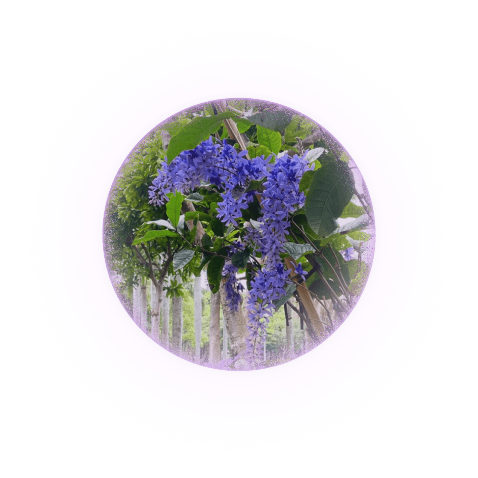 tetracera-lightball-2-4